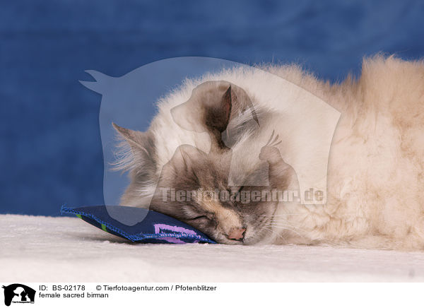 Heilige Birma Ktzin / female sacred birman / BS-02178