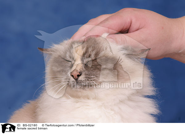 Heilige Birma Ktzin / female sacred birman / BS-02180