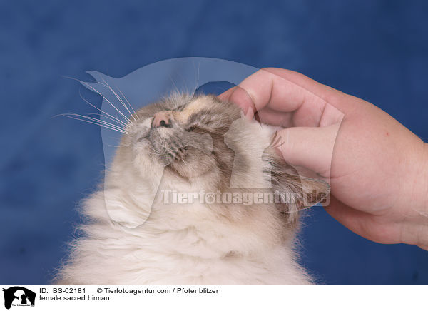 Heilige Birma Ktzin / female sacred birman / BS-02181