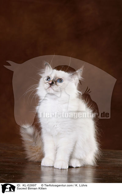 Sacred Birman Kitten / KL-02897