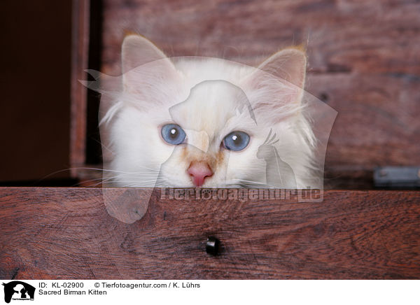 Sacred Birman Kitten / KL-02900