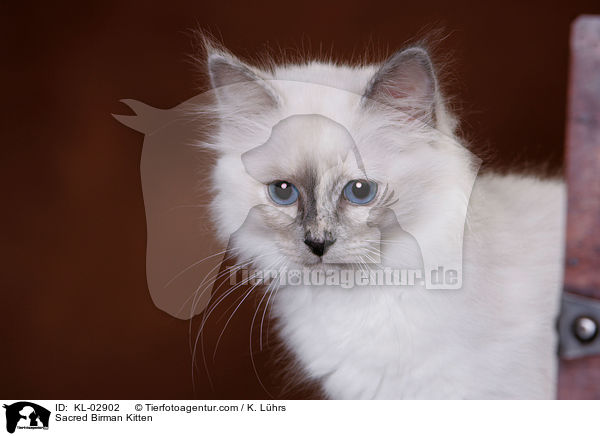 Sacred Birman Kitten / KL-02902
