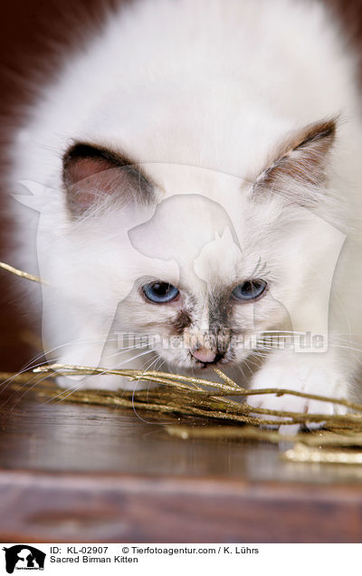 Sacred Birman Kitten / KL-02907