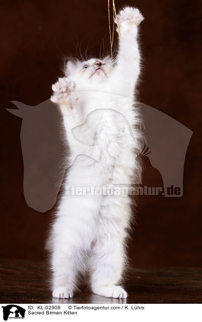 Sacred Birman Kitten / KL-02908