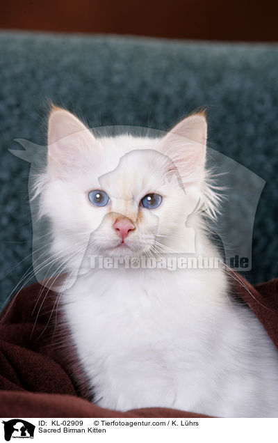 Sacred Birman Kitten / KL-02909