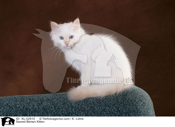 Sacred Birman Kitten / KL-02910