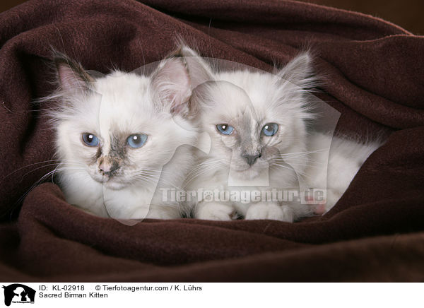 Sacred Birman Kitten / KL-02918