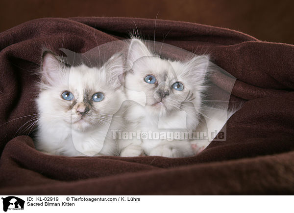 Sacred Birman Kitten / KL-02919