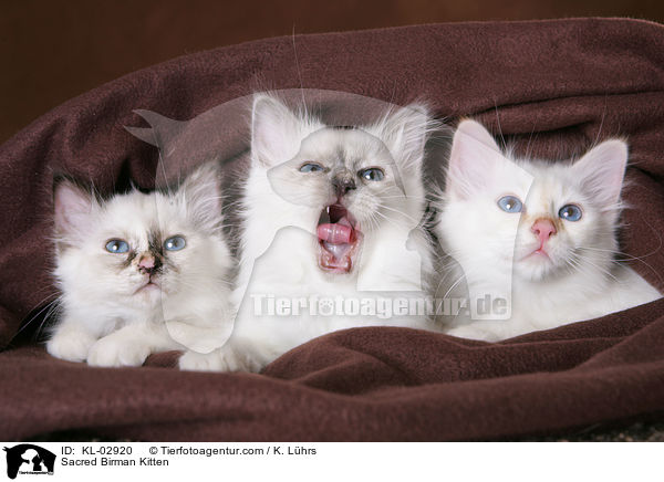 Sacred Birman Kitten / KL-02920