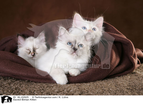 Sacred Birman Kitten / KL-02925