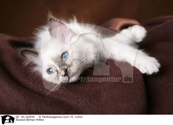 Sacred Birman Kitten / KL-02930