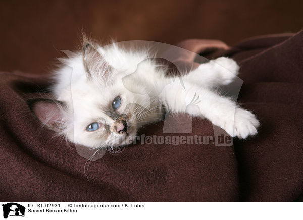 Sacred Birman Kitten / KL-02931
