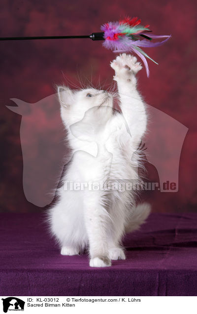 Sacred Birman Kitten / KL-03012