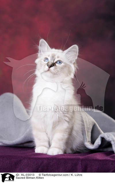 Sacred Birman Kitten / KL-03013