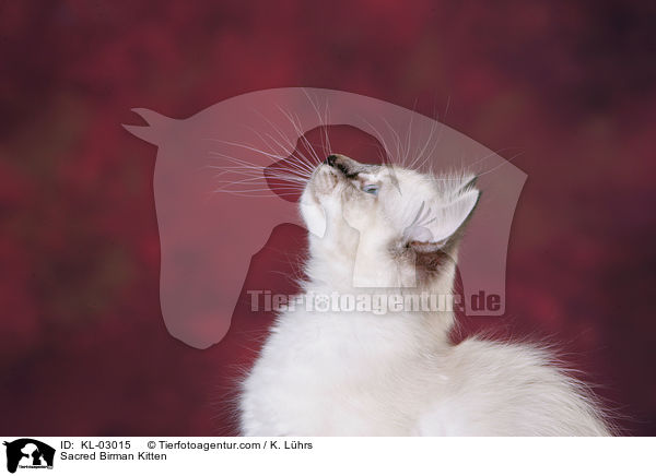 Sacred Birman Kitten / KL-03015
