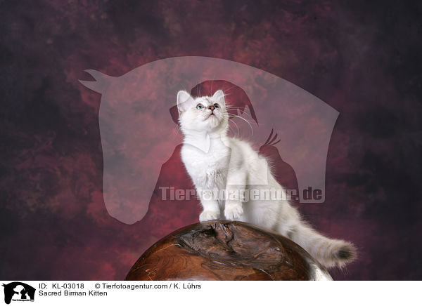 Sacred Birman Kitten / KL-03018