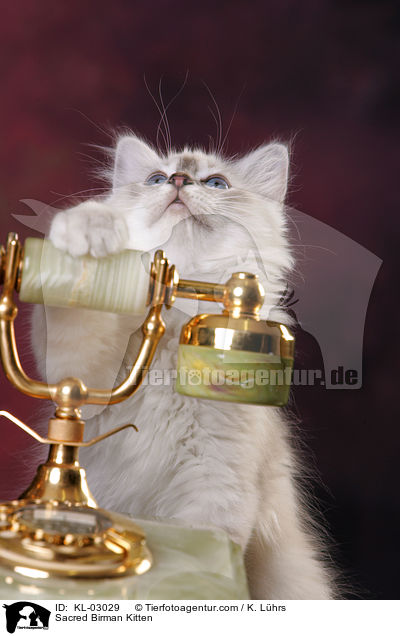Sacred Birman Kitten / KL-03029