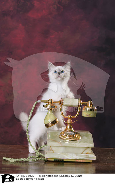 Heilige Birma Ktzchen / Sacred Birman Kitten / KL-03032