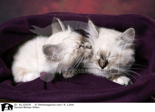 Sacred Birman Kitten / KL-03035