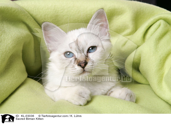 Sacred Birman Kitten / KL-03036