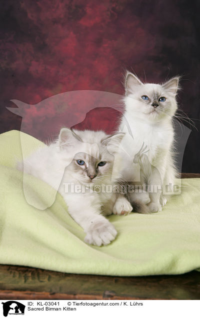 Sacred Birman Kitten / KL-03041