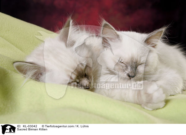 Sacred Birman Kitten / KL-03042