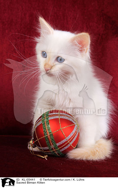 Heilige Birma Ktzchen / Sacred Birman Kitten / KL-05441