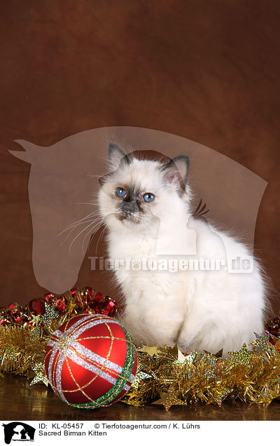 Heilige Birma Ktzchen / Sacred Birman Kitten / KL-05457