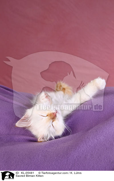 Sacred Birman Kitten / KL-05481