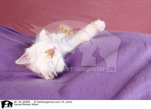 Sacred Birman Kitten / KL-05482