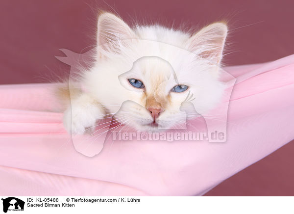 Sacred Birman Kitten / KL-05488
