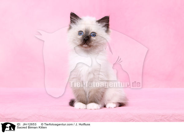 Sacred Birman Kitten / JH-12653