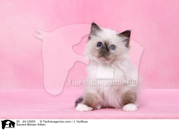 Sacred Birman Kitten / JH-12655
