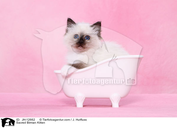 Sacred Birman Kitten / JH-12662