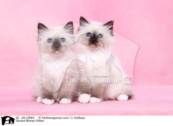 Sacred Birman Kitten / JH-12664
