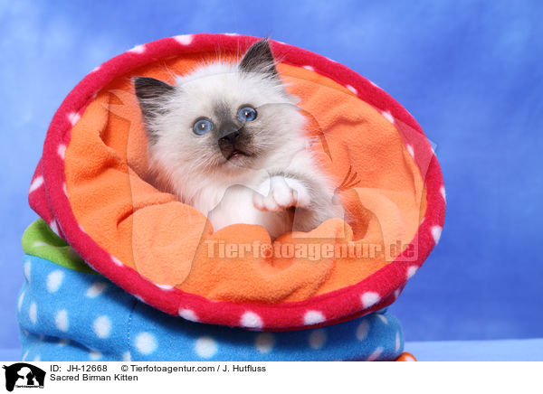 Sacred Birman Kitten / JH-12668