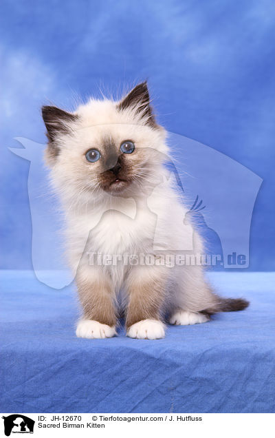 Sacred Birman Kitten / JH-12670