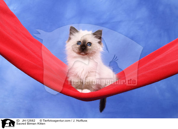 Heilige Birma Ktzchen / Sacred Birman Kitten / JH-12682