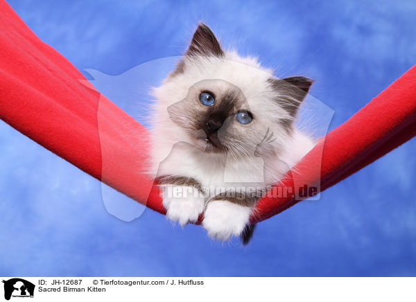 Heilige Birma Ktzchen / Sacred Birman Kitten / JH-12687
