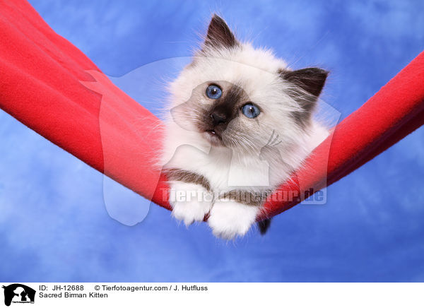 Heilige Birma Ktzchen / Sacred Birman Kitten / JH-12688
