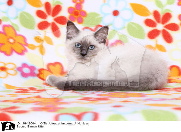Sacred Birman kitten / JH-13004