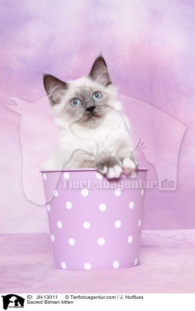 Sacred Birman kitten / JH-13011