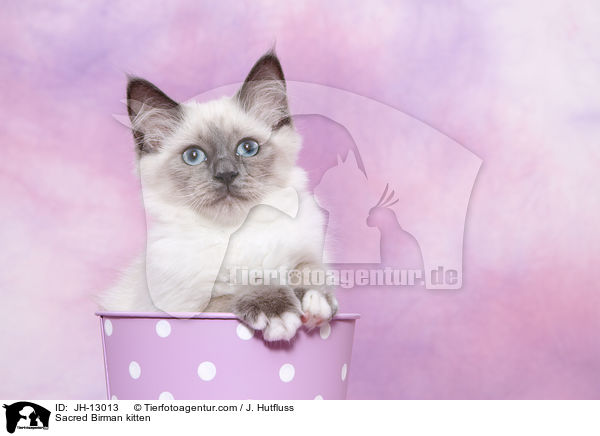 Sacred Birman kitten / JH-13013