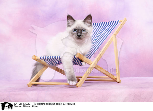 Sacred Birman kitten / JH-13020