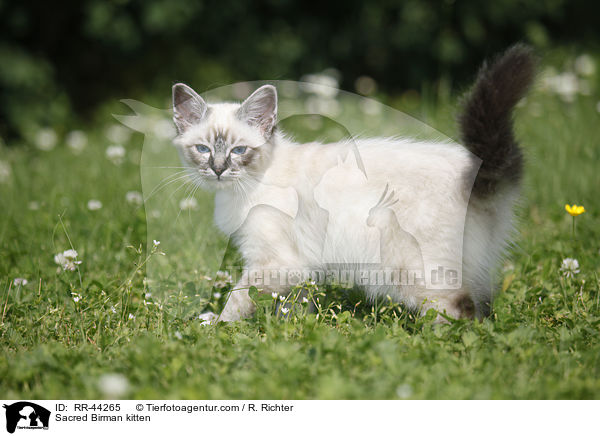 Sacred Birman kitten / RR-44265