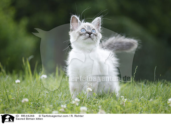 Sacred Birman kitten / RR-44268