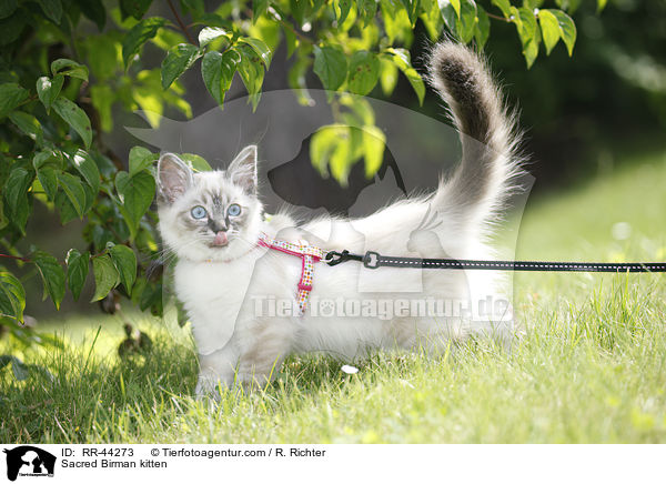 Sacred Birman kitten / RR-44273