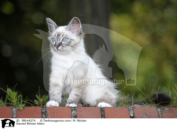 Sacred Birman kitten / RR-44274