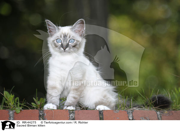 Sacred Birman kitten / RR-44275
