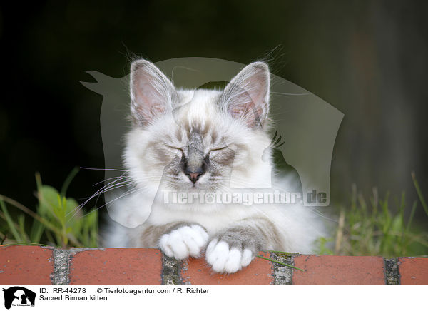 Sacred Birman kitten / RR-44278